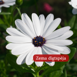 Āfrikas Margrietiņa Sky and Ice