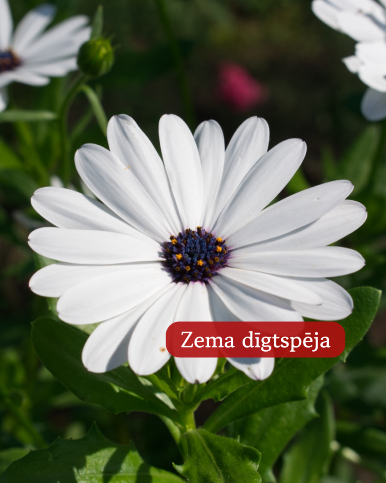 Āfrikas Margrietiņa Sky and Ice