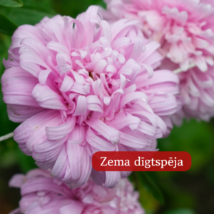 Asteres Ķīnas King Size Appleblossom