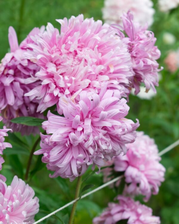 Asteres Ķīnas King Size Appleblossom