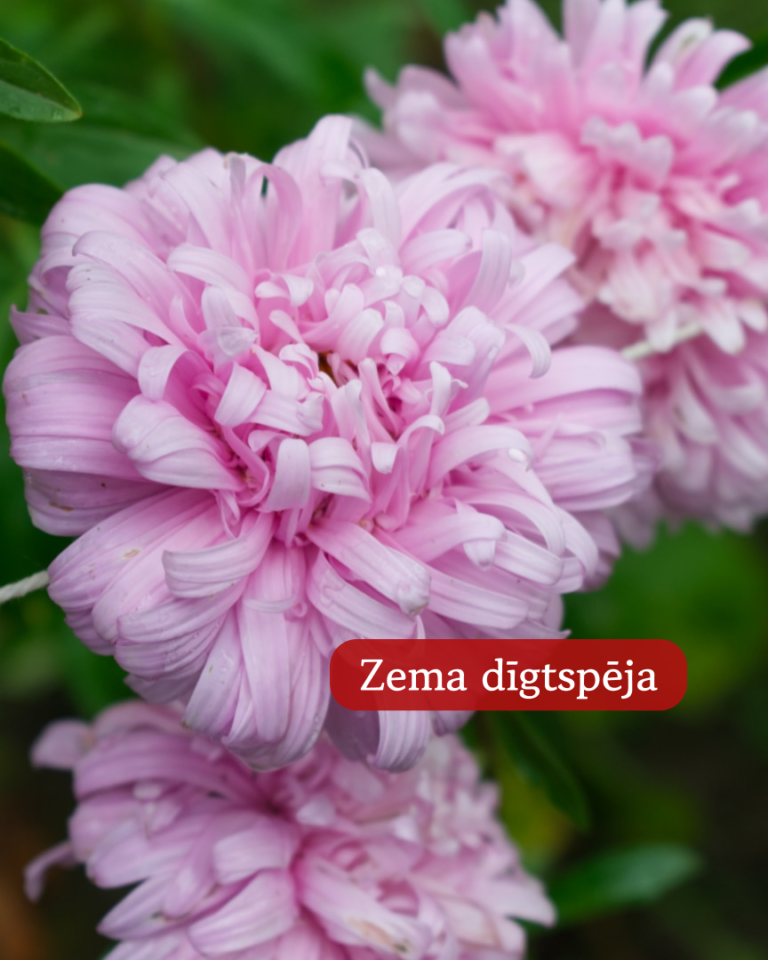 Asteres Ķīnas King Size Appleblossom