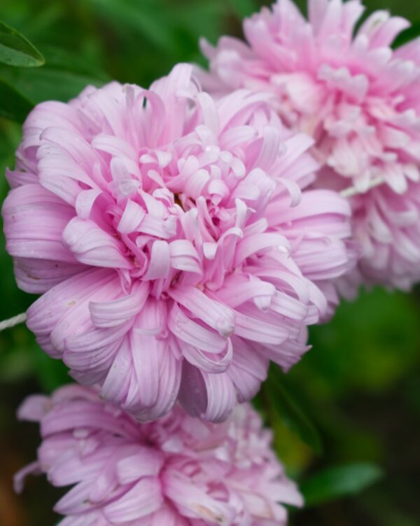 Asteres Ķīnas King Size Appleblossom