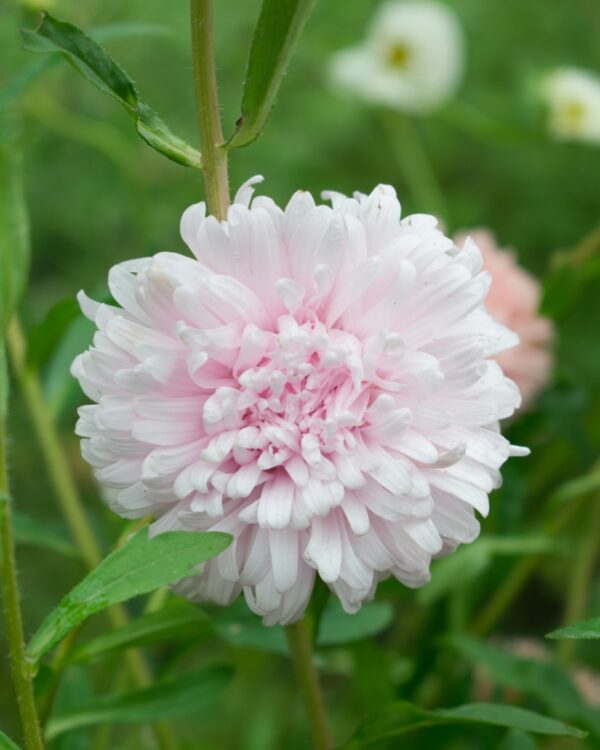 Asteres Ķīnas King Size Appleblossom