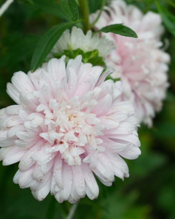 Asteres Ķīnas King Size Appleblossom