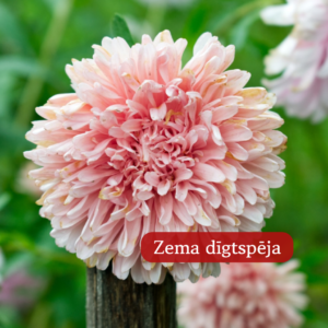 Asteres Ķīnas King Size Apricot