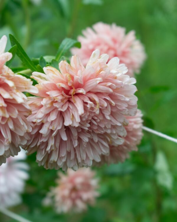 Asteres Ķīnas King Size Apricot