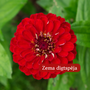 Cinnijas Gleznās Benary Giant Deep Red