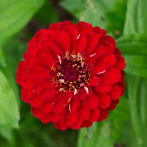 Cinnijas Gleznās Benary Giant Deep Red