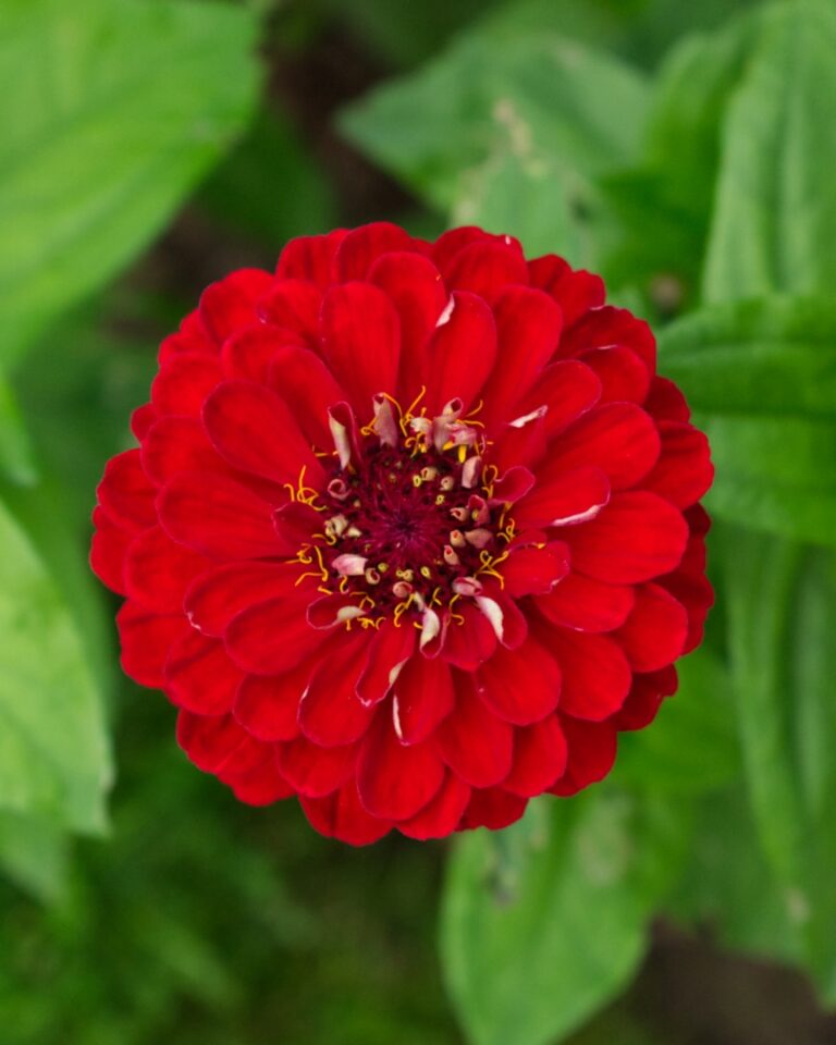 Cinnijas Gleznās Benary Giant Deep Red