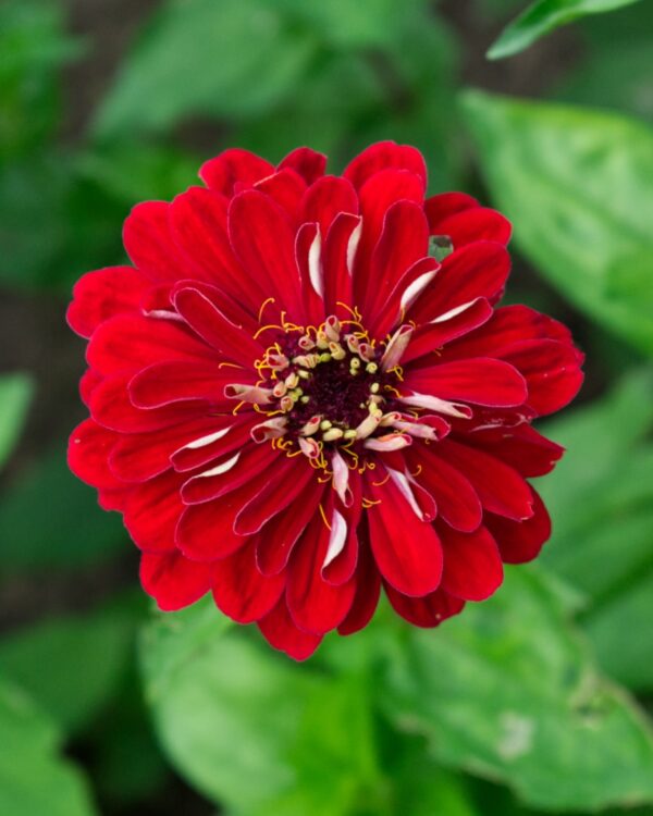 Cinnijas Gleznās Benary Giant Deep Red