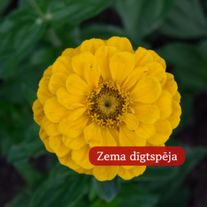 Cinnijas Gleznās Canary Bird