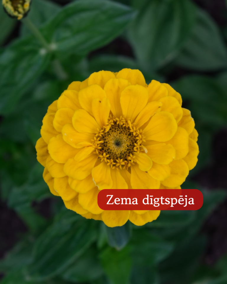 Cinnijas Gleznās Canary Bird