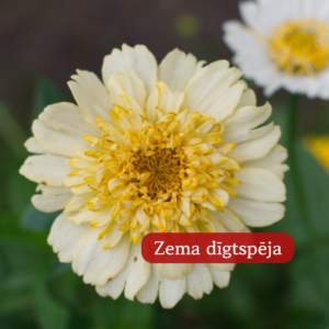 Cinnijas Gleznās Cresto! Cream