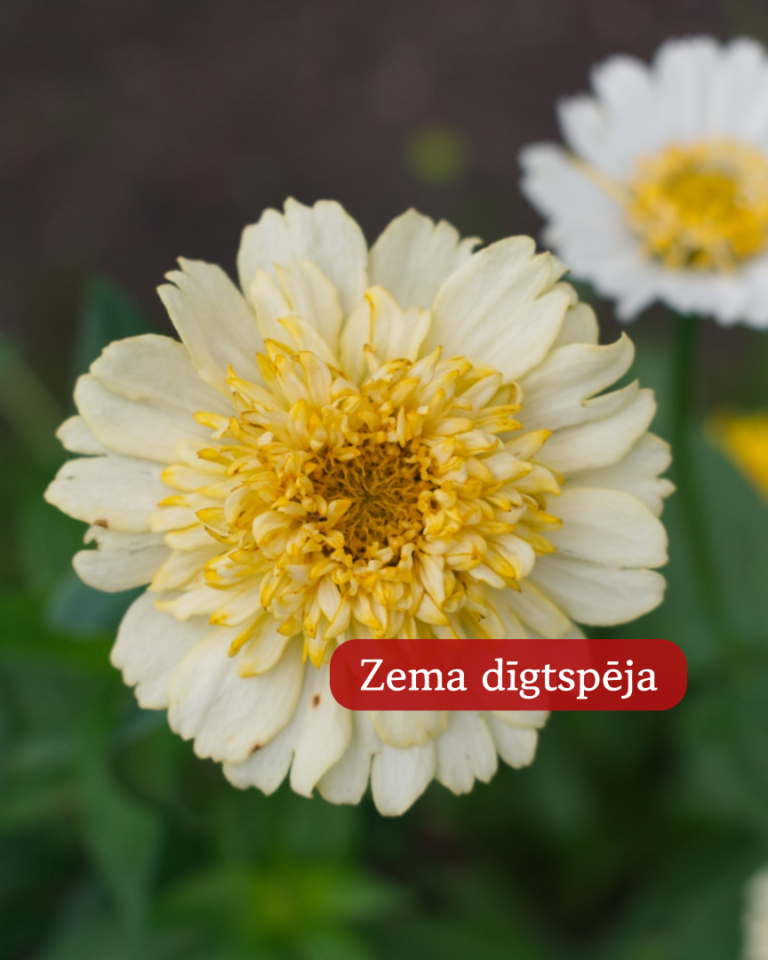 Cinnijas Gleznās Cresto! Cream