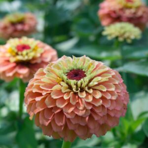 Cinnijas Gleznas Queen Lime Orange