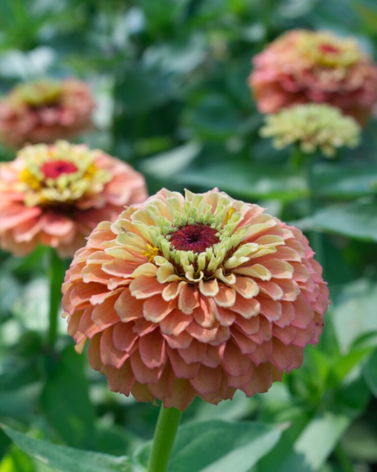 Cinnijas Gleznas Queen Lime Orange