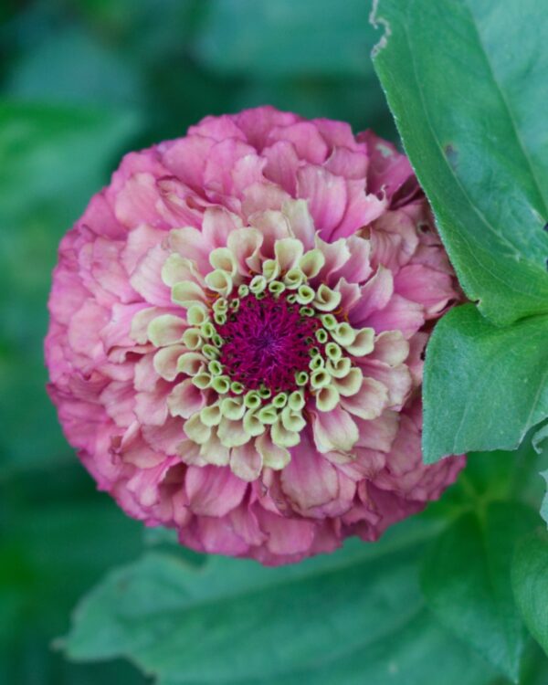 Cinnijas Gleznās Queen Red Lime