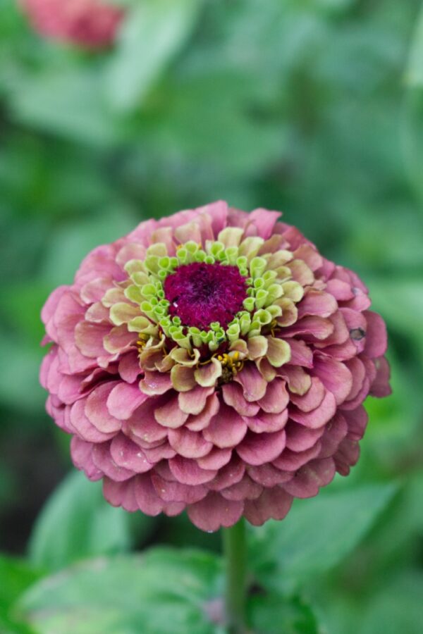 Cinnijas Gleznās Queen Red Lime