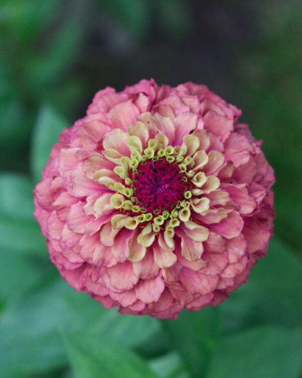 Cinnijas Gleznās Queen Red Lime