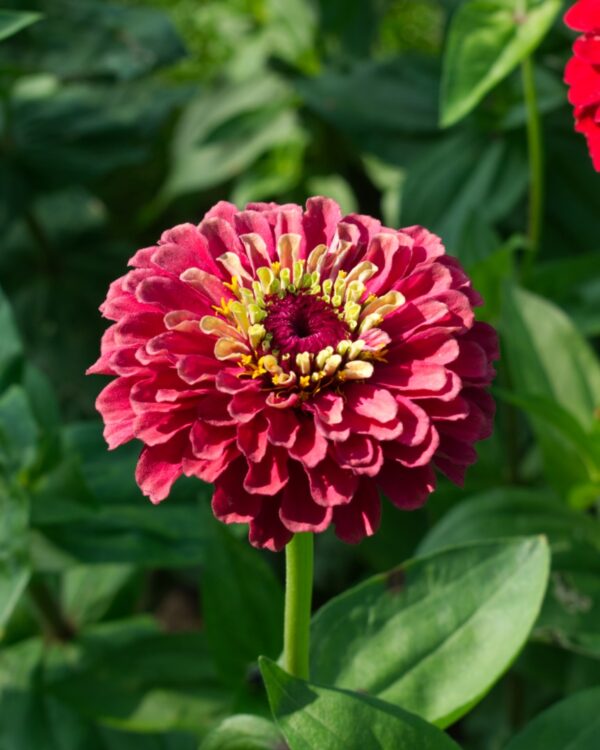 Cinnijas Gleznās Queen Red Lime