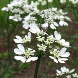 Lielziedu platsēkle White Lace