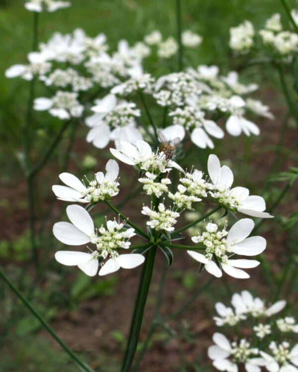 Lielziedu platsēkle White Lace