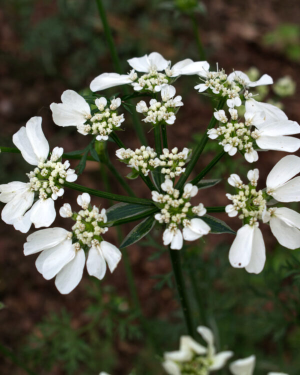 Lielziedu platsēkle White Lace