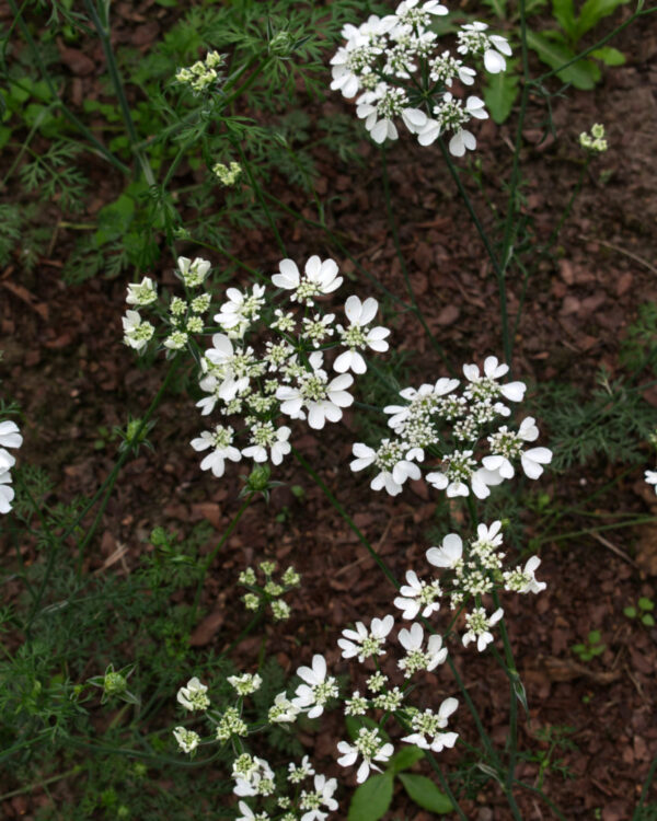 Lielziedu platsēkle White Lace