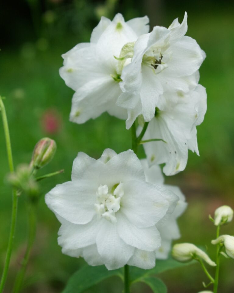 Dārza Delfīnijas Magic Fountain White