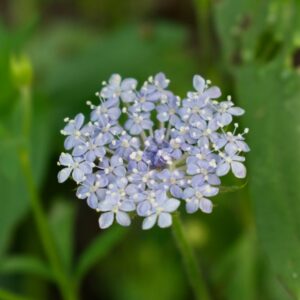 Didiskus Lace Blue