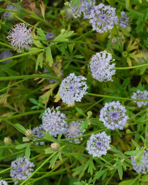 Didiskus Lace Blue