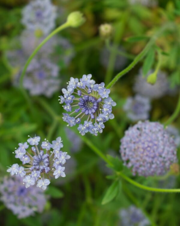 Didiskus Lace Blue