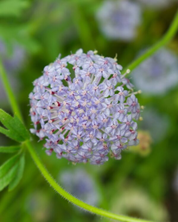 Didiskus Lace Blue