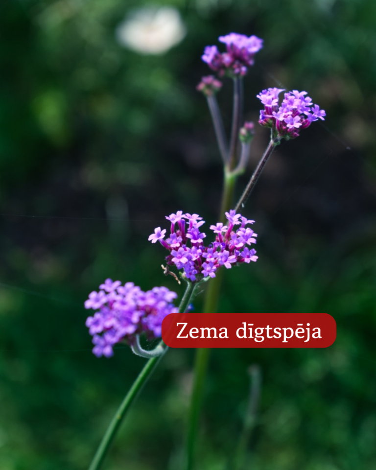 Dienvidamerikas Verbēna Vanity