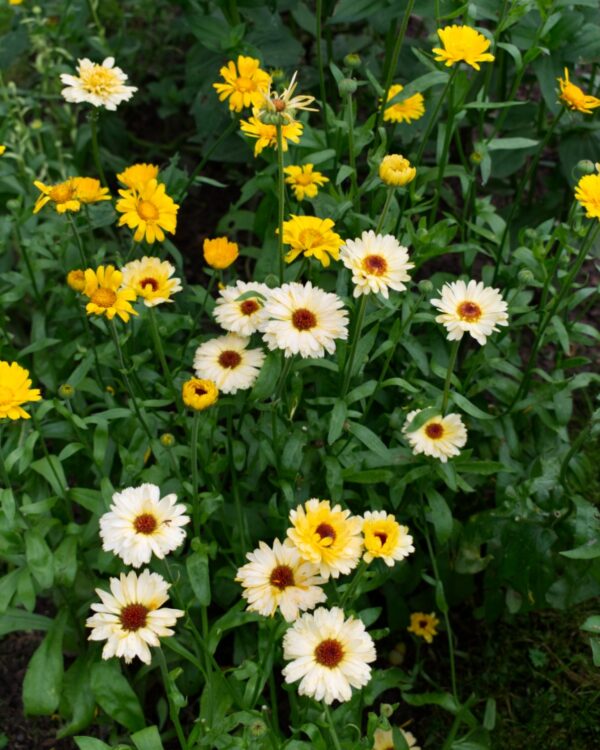 Klinģerītes Officinalis Kinglet Formula Mixture