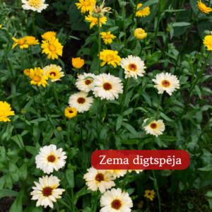 Klinģerītes Officinalis Kinglet Formula Mixture25