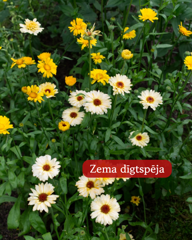 Klinģerītes Officinalis Kinglet Formula Mixture25