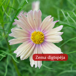 Kosmeja Divplūksnu Apricot Lemonade