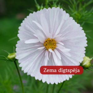 Kosmeja Divplūksnu Cupcakes Blush