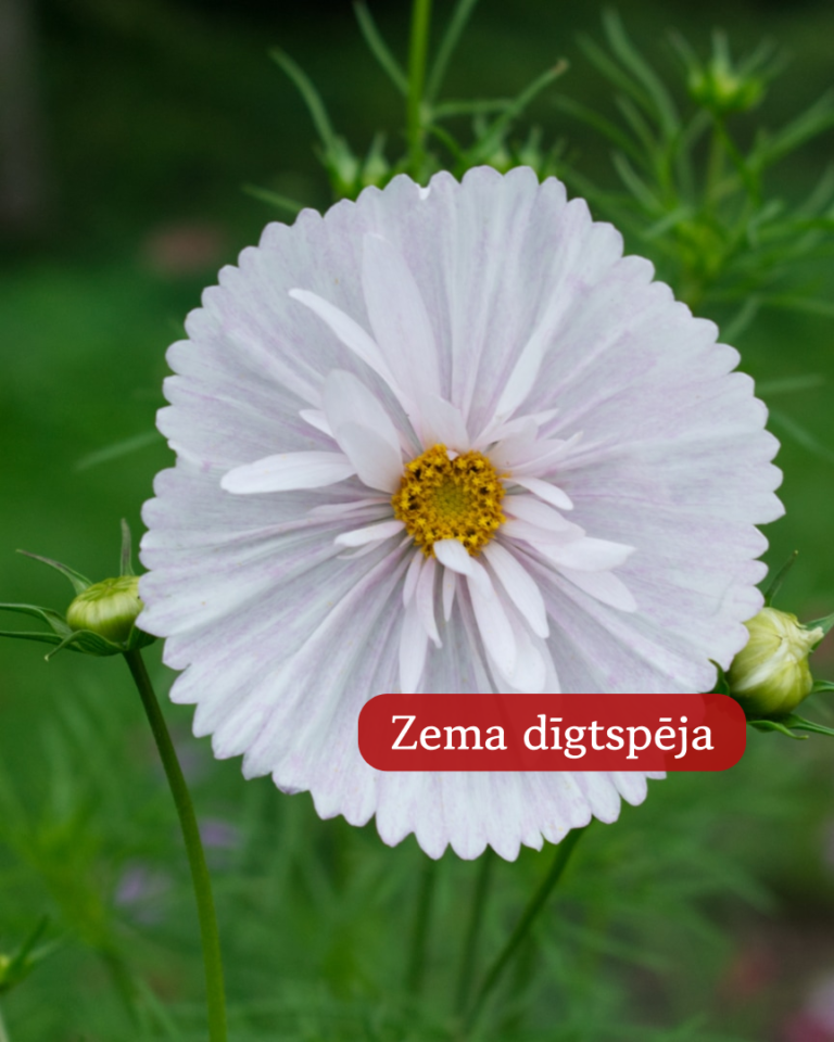 Kosmeja Divplūksnu Cupcakes Blush