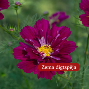 Kosmeja Divplūksnu Double Click Cranberries