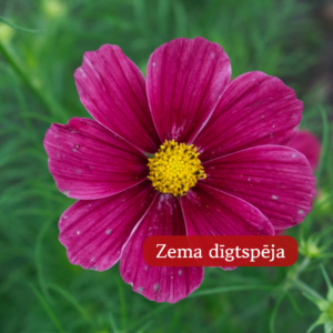 Kosmeja Divplūksnu Double Click Cranberries