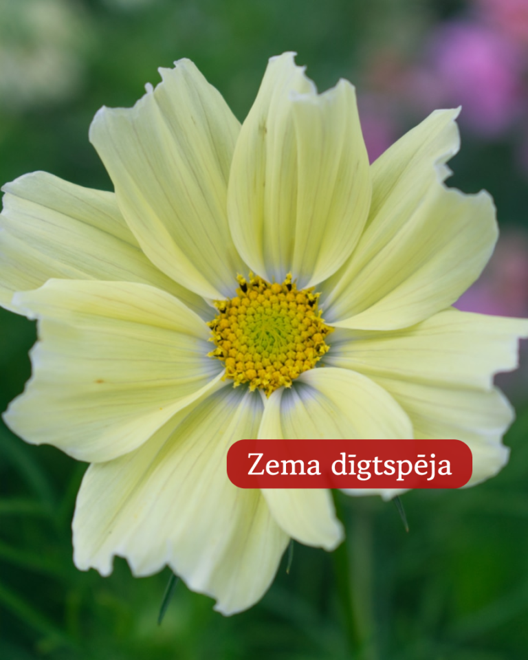 Kosmeja Divplūksnu Double Click Cranberries