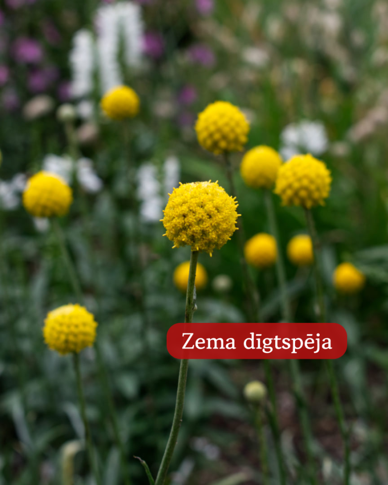 Kraspēdija Lodveida