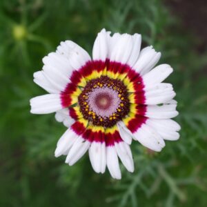 Krizantēma Ķīļveida Carinatum Cockade