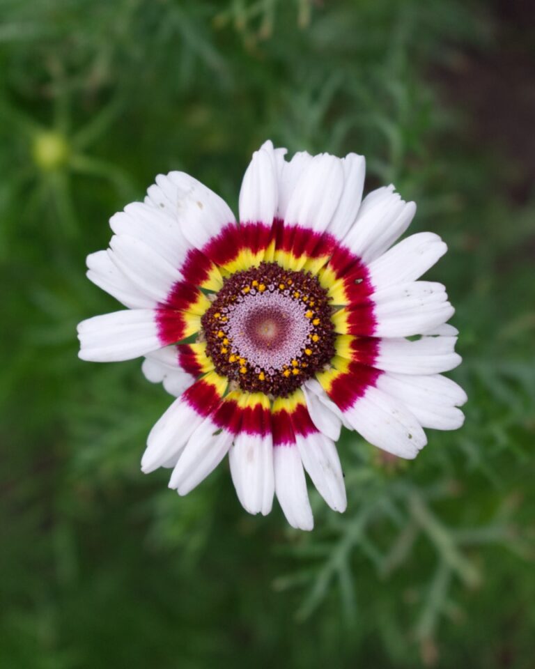 Krizantēma Ķīļveida Carinatum Cockade