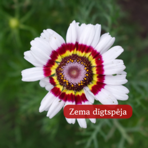 Krizantēma Ķīļveida Carinatum Cockade