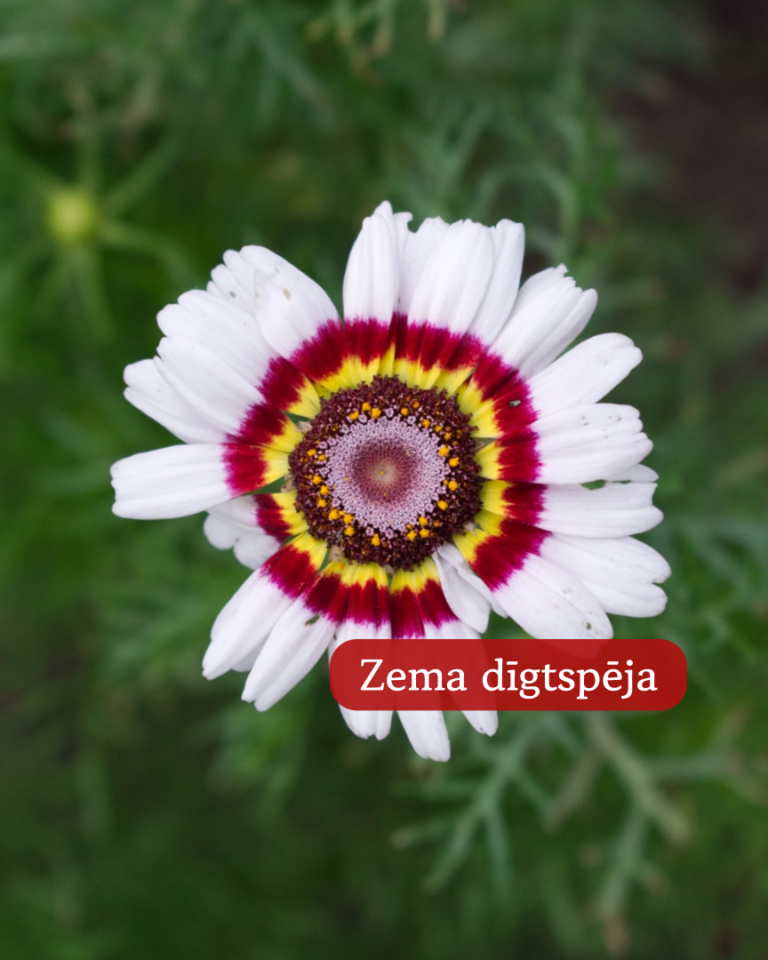 Krizantēma Ķīļveida Carinatum Cockade