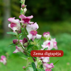 Lauvmutītes Lucky Lips