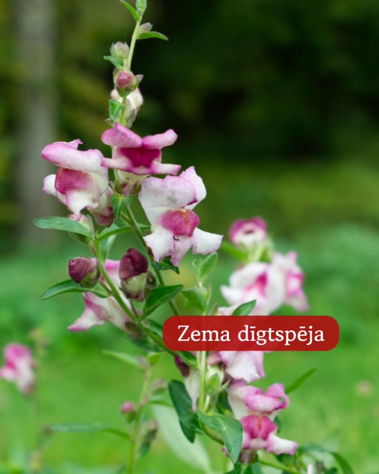 Lauvmutītes Lucky Lips